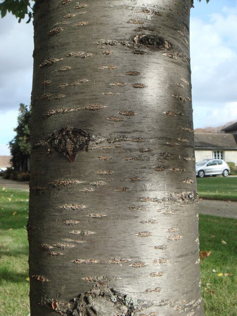 Prunus avium ecorce